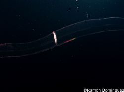 From the Phylum Ctenophora, also known as comb jellies, a... by Ramón Domínguez 